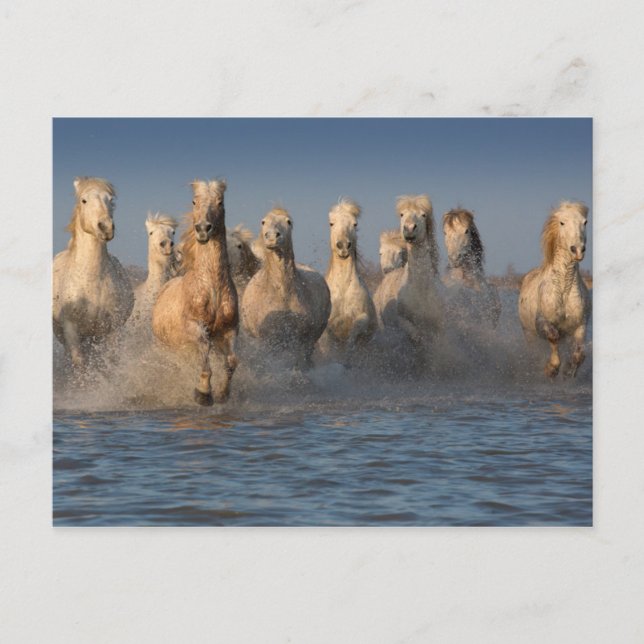 Cartão Postal Um Grupo De Cavalos Brancos Na Região De Camargue (Frente)