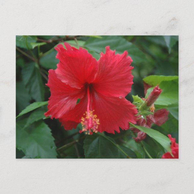 Cartão Postal Um hibisco vermelho (Frente)