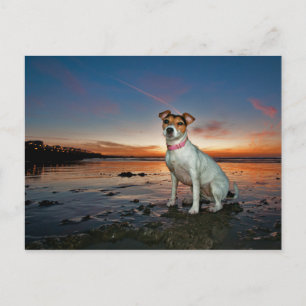 Cartão Postal Um Jack Russell Sitting Beach Praia de Brighton