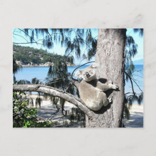 Cartão Postal Um jovem coala se senta numa árvore perto da praia