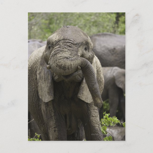 Cartão Postal Um jovem elefante africano (Loxodonta africana) (Frente)