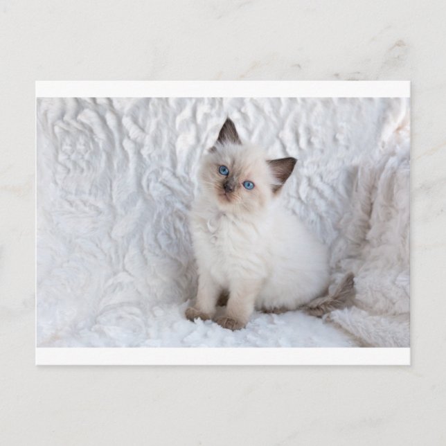 Cartão Postal Um jovem gato de ragdolas sentado em pele (Frente)