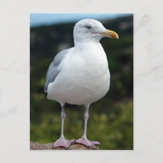 Cartão Postal Um Jovem Seagull