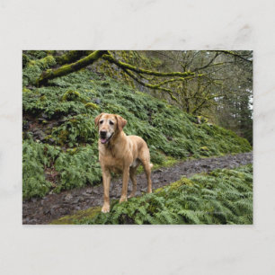Cartão Postal Um laboratório amarelo à espera de vários