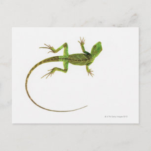 Cartão Postal Um lagarto no chão branco puro
