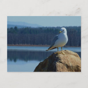 Cartão Postal Um Lago Champlain Sea Gull