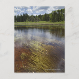 Cartão Postal Um Lago Tranquilo Refletindo as Nuvens