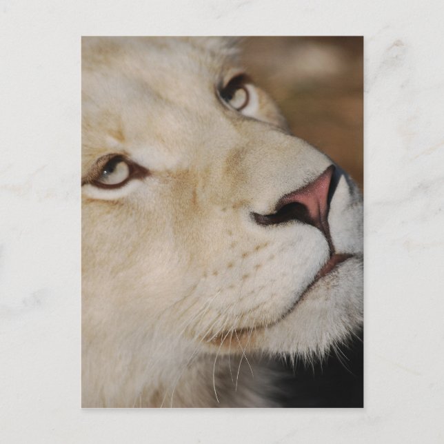 Cartão Postal Um leão gentil enfrentando a África do Sul (Frente)