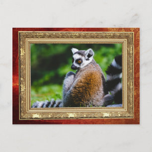 Cartão Postal Um Lêmur Jovem, Fotografia Animal