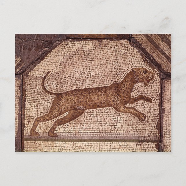 Cartão Postal Um Leopardo (Frente)