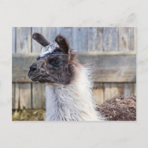 Cartão Postal Um Llama Feliz