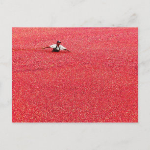 Cartão Postal Um mar de groselhas vermelhas