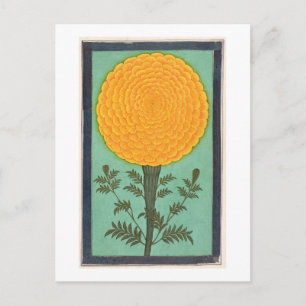 Cartão Postal Um Marigold, do Pequeno Álbum Clive (c/c em Papan