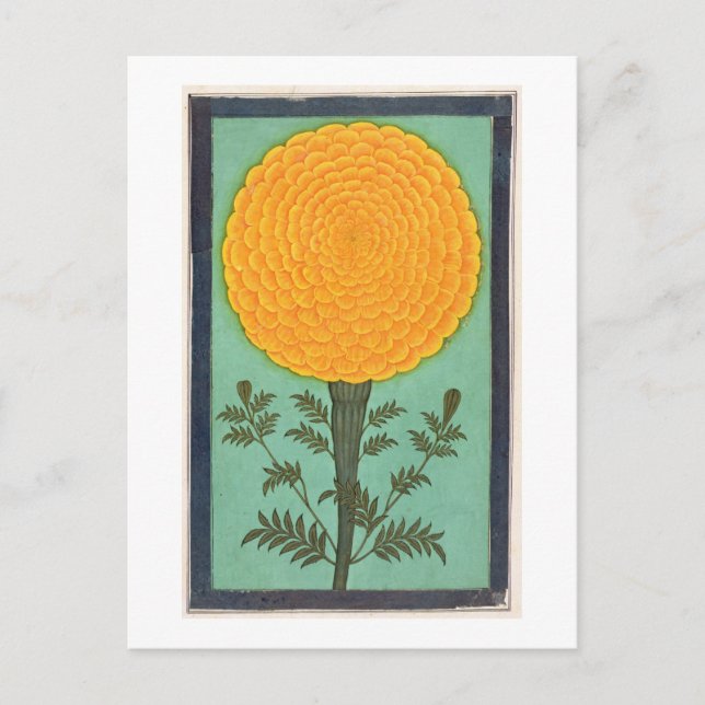 Cartão Postal Um Marigold, do Pequeno Álbum Clive (c/c em Papani (Frente)