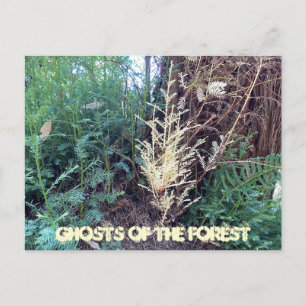 CARTÃO POSTAL UM MISTÉRIO DA CALIFÓRNIA: FANTASMAS DA FLORESTA