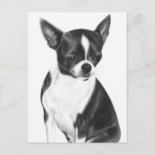 Cartão Postal Um momento calmo - retrato Chihuahua pintado à mão (Frente)