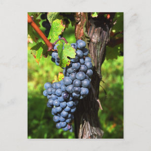 Cartão Postal Um monte de uvas maduras em uma videira com