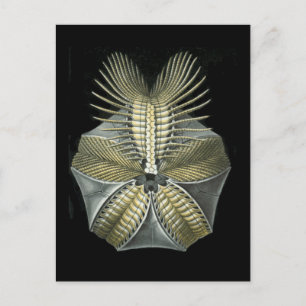 Cartão Postal Um Ouriço-do-Mar Fóssil