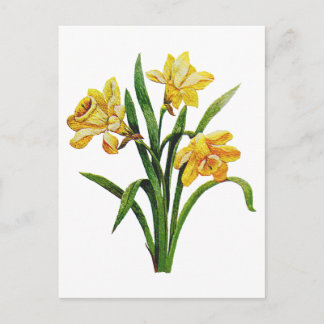 Cartão Postal Um Ouro de Daffodils bordados