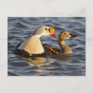 Cartão Postal Um par de eiders-reis cortejando em uma lagoa da t