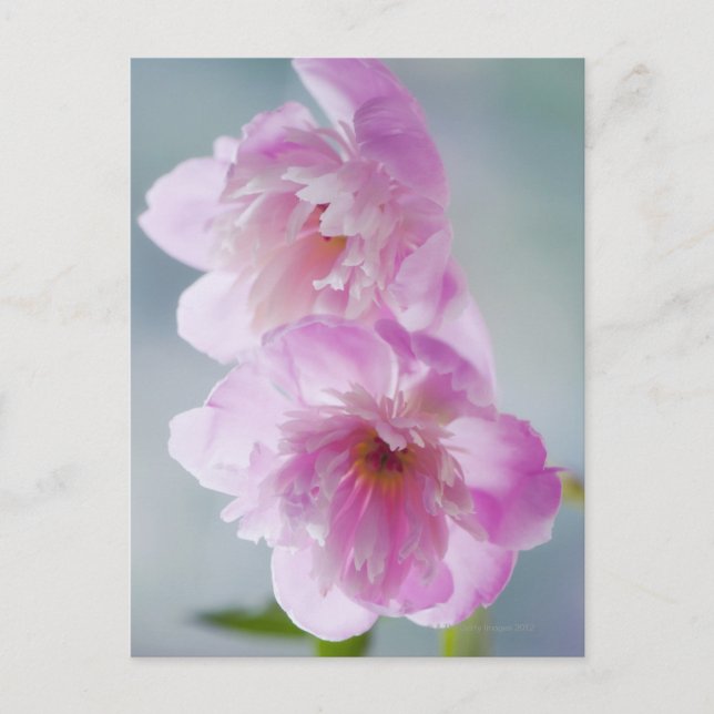 Cartão Postal Um par de flores cor-de-rosa (Frente)