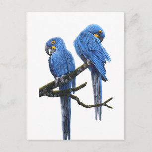 Cartão Postal Um Par de Macaws Hyacinth