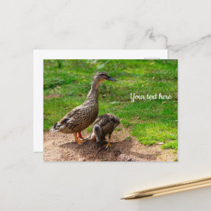 Cartão Postal Um Pato de Mallard e seu Cartão-Postal