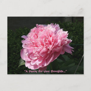 Cartão Postal Um Peony para seus pensamentos...