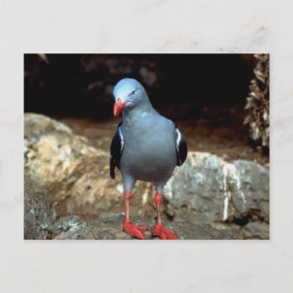 Cartão Postal um pidgeon de cheio muito colorido com pés vermelh