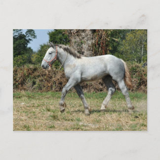 Cartão Postal Um poço de Percheron cinza na França
