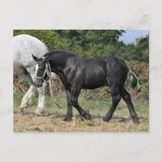 Cartão Postal Um poço negro de Percheron na França
