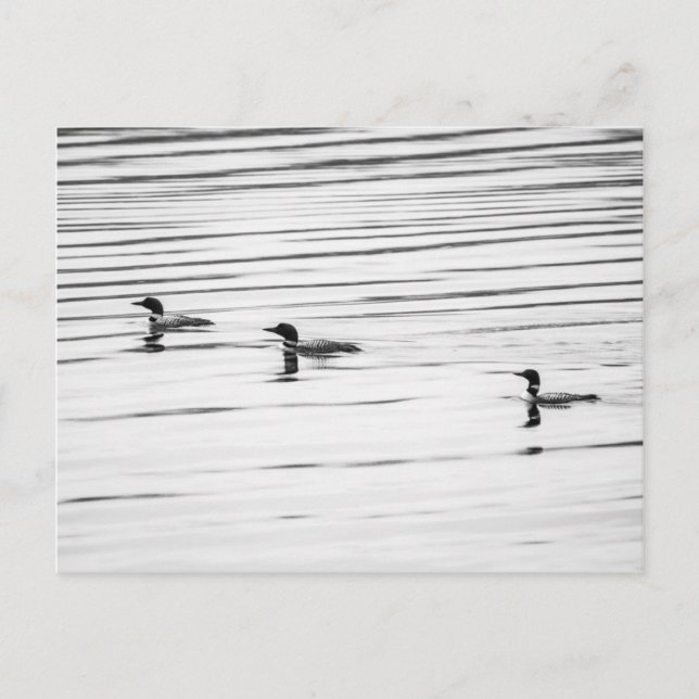 Cartão Postal Um Pouco De Loonia - Cartão-Postal (Frente)