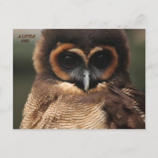 CARTÃO POSTAL UM POUCO DE OWL