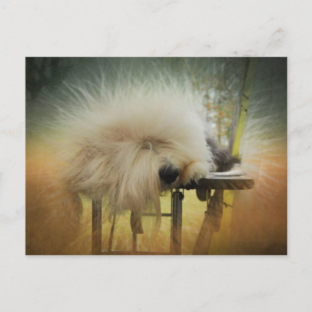 Cartão Postal Um raio de sol! (Frente)