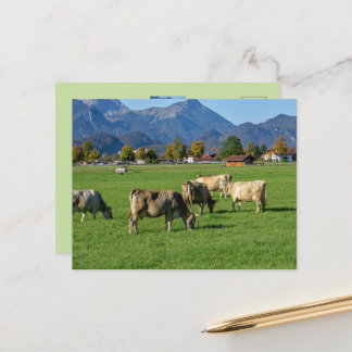Cartão Postal Um rebanho de vacas em Allgäu, Baviera, Alemanha