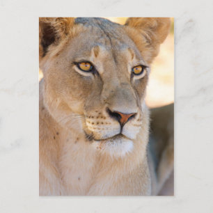 Cartão Postal Um retrato de uma Lionesa olhando para a distância