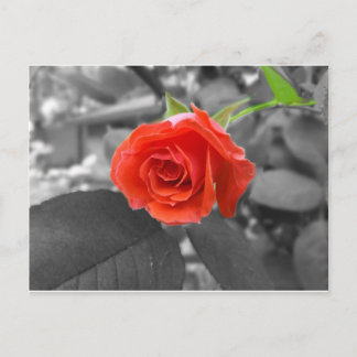 Cartão Postal Um Rosa da Esperança