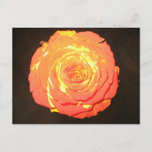 Cartão Postal - Um rosa gosta de não outro - amor subtil
