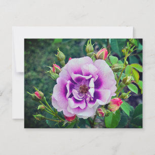 Cartão Postal Um rosa violeta