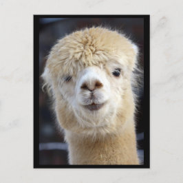 Cartão Postal Um rosto fofo e fofinho de uma alpaca    