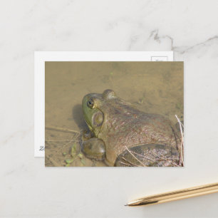Cartão Postal Um sapo-boi em uma lagoa