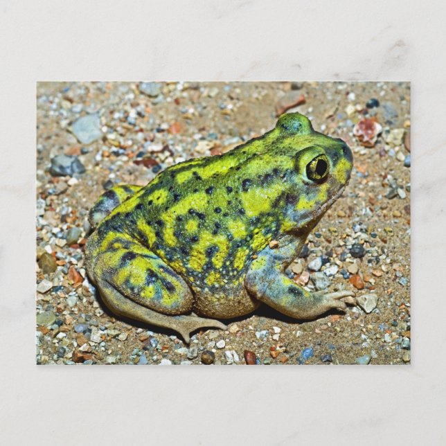 Cartão Postal Um sapo de Spadefoot do sofá (Frente)