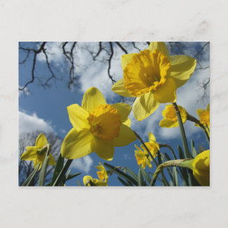 CARTÃO POSTAL UM SINAL DE PRIMAVERA