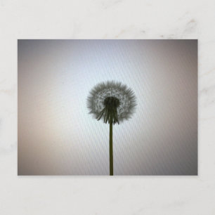 Cartão Postal Um Solteiro Dandelion contra um pano de fundo bran