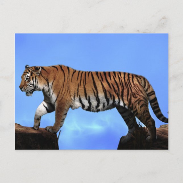 Cartão Postal Um sucesso dos tigres (Frente)