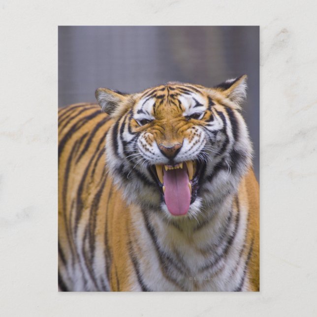 Cartão Postal Um tigre rugindo, Taiwan, Taipei, Zoo de Taipei (Frente)