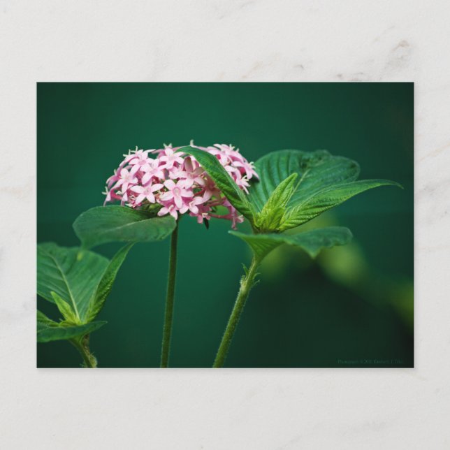Cartão Postal Um toque de rosa no cartão-postal verde (Frente)