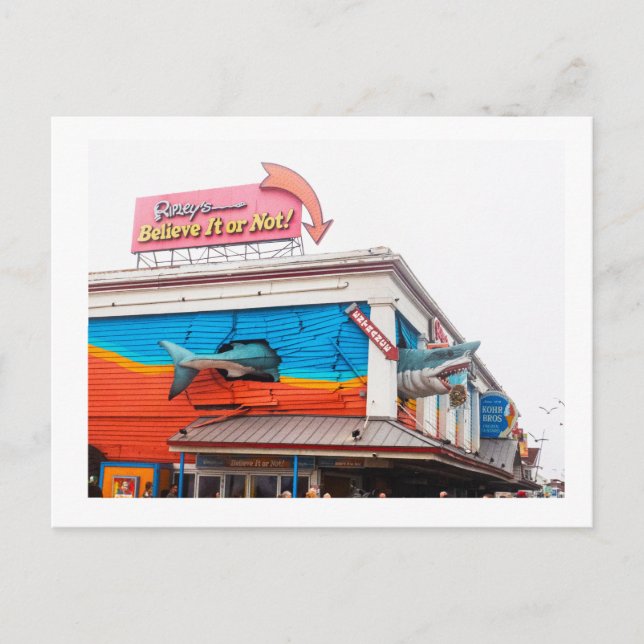 Cartão Postal Um tubarão (Frente)