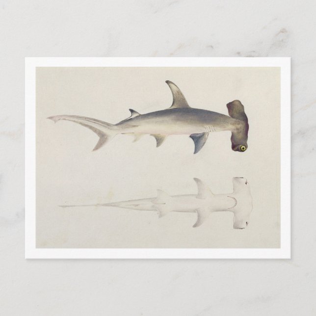 Cartão Postal Um tubarão martelado, Loheia, anteriormente atribu (Frente)