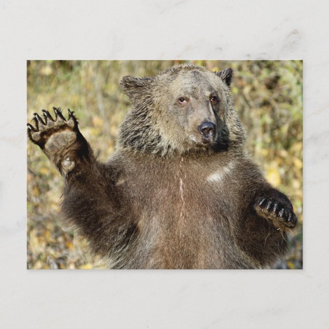 Cartão Postal Um Urso Grizzly Que Se Desvia (Frente)